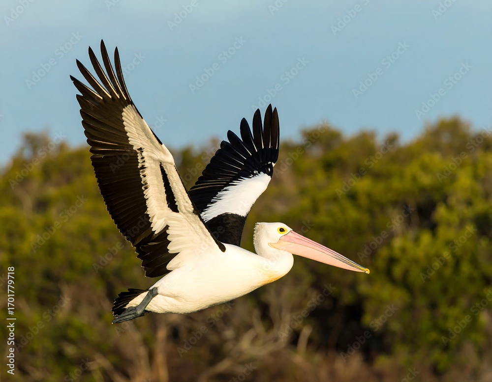 Fototapeta premium A pelican in flight against a blurred background of trees
