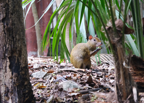A golden agouti in Yucatan Mexico
