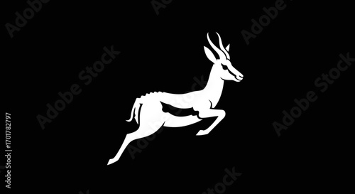 White springbok antelope leaping gracefully in mid air.