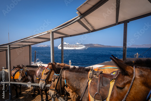 Fototapeta Naklejka Na Ścianę i Meble -  Santorini, Greece - Donkey transportation to the old port