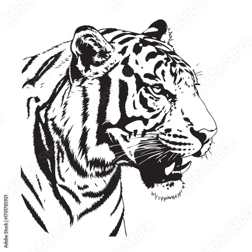 A powerful black and white vector illustration of a tigers head, , capturing its fierce gaze and detailed stripes in a bold and striking minimalist design