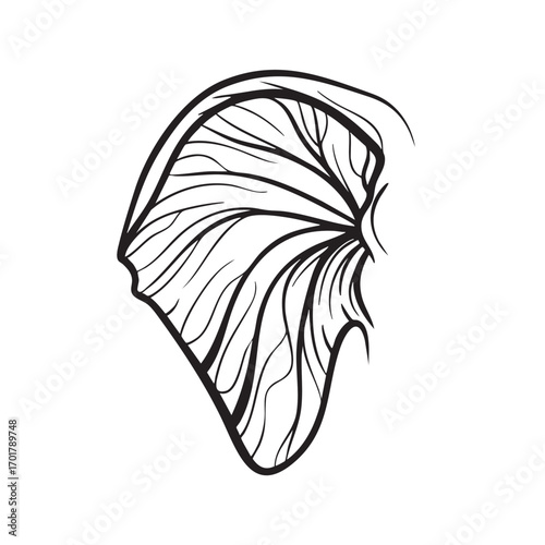 An intricate line drawing of a fairy wing, , showcasing delicate veins and ethereal beauty, capturing the magic of fantasy and imagination