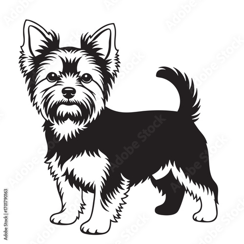 A charming yorkshire terrier stands proudly, its black and tan coat a striking contrast against the, showcasing its distinctive features and endearing expression