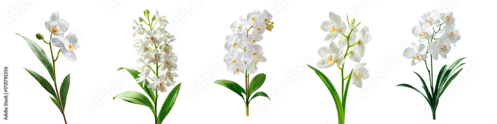 Obraz premium Five delicate white orchid stems with green leaves isolated on a transparent background