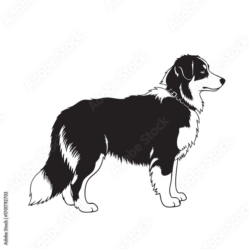 Silhouette of an australian shepherd, showcasing its distinctive markings and athletic build, a loyal and intelligent herding dog, a striking image