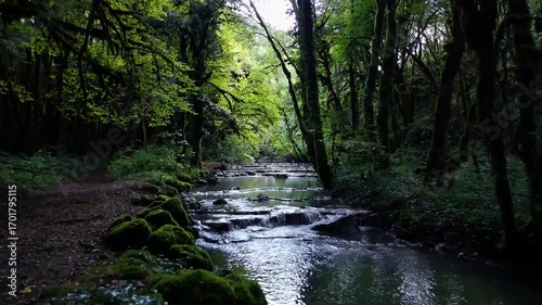 ruisseau dans une forêt sombre