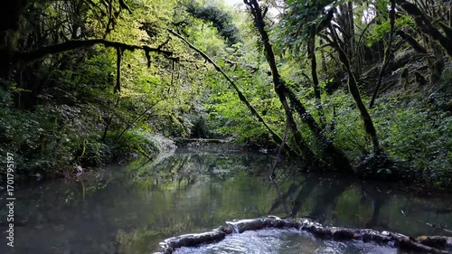 ruisseau dans une forêt sombre
