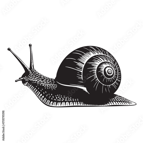 A detailed black and white illustration of a snail, , showcasing its intricate shell and slow movement, ideal for naturethemed projects and educational materials