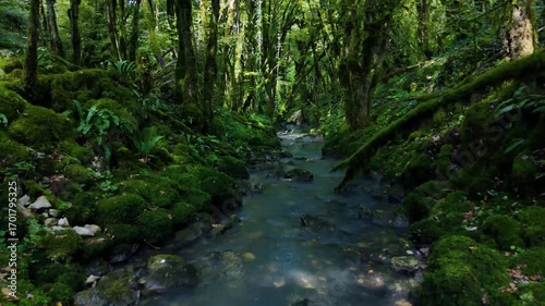 ruisseau dans une forêt sombre