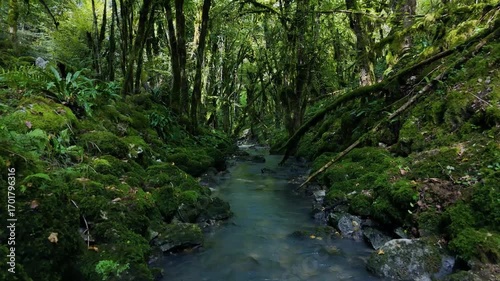 ruisseau dans une forêt sombre