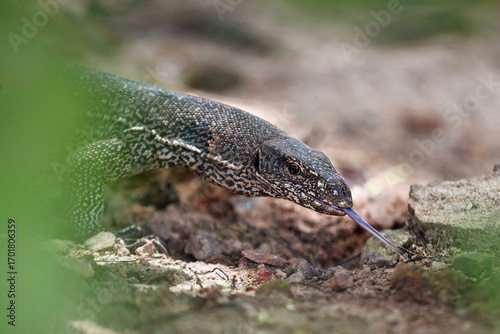 Tablou pe pânză Close-up of a lace monitor lizard with its tongue extended