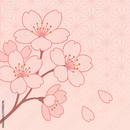 Japanese Cherry Blossom with Traditional Asanoha Background Vector Illustration