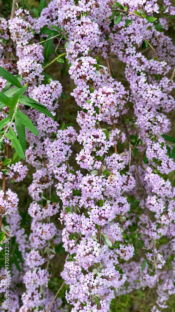Fototapeta premium flowering branches of Buddleia alternifolius in the park garden