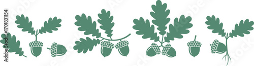 Oak leaf and acorns. Isolated oak on white background