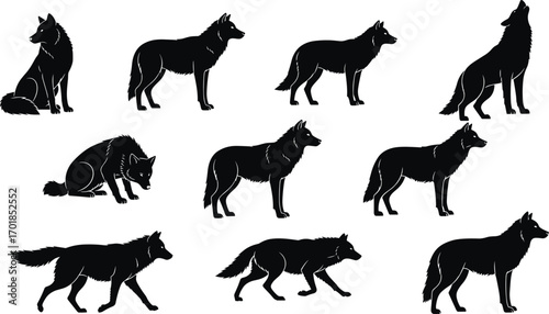 Wolf silhouettes, animal poses set, howling walking sitting, wild canine vector, black fur contour icons, nature behavior illustration pack