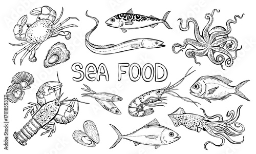 PrintHand drawn seafood vector illustration.  Sea bass, tuna, lobster, crab, oyster, mussel, squid and octopus. Sea food retro line art.