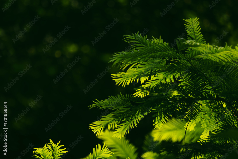 Fototapeta premium leaves under the sunlight