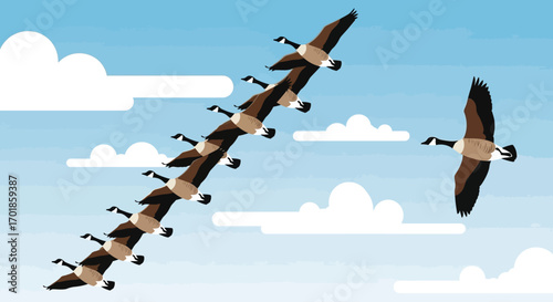 Canadian Geese in Flight Teamwork Migration and Nature Stock Photo