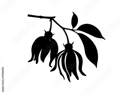 A stylized, black silhouette illustration of a fragrant flower branch with leaves and blossoms, displaying an elegant and dramatic design.