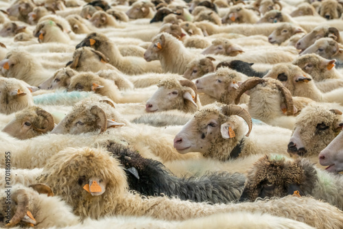 Fototapeta Naklejka Na Ścianę i Meble -  A large herd of sheep in a pen during the traditional Redyk day celebration in Southern Poland.