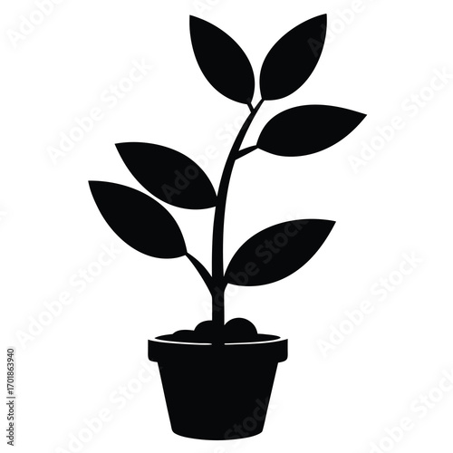 baby plant silhouette on white background