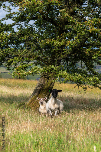 yorkshire moorland sheep