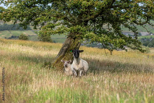 moorland ram and young