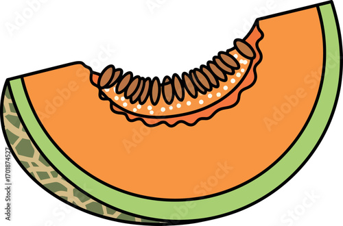 Cantaloupe Slice Illustration