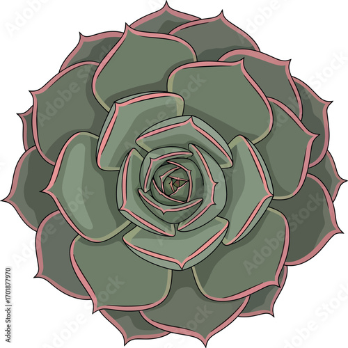 Succulent Echeveria Illustration