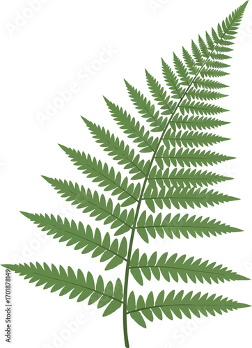 Green Fern Leaf Vector Illustration