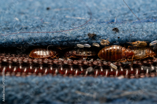 Bed bugs in a matress seam