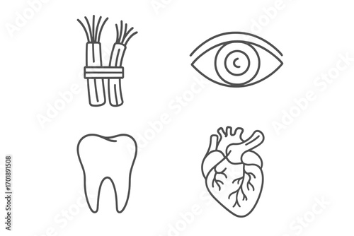 Human anatomy line icon set. Heart, tooth, eye, and muscle fiber icons. Editable stroke vector symbols for medical, dental, and health concepts. For web and app design.