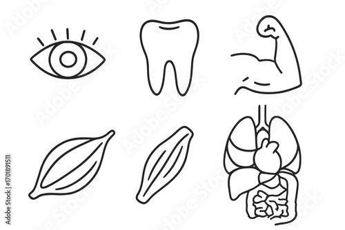 Human anatomy icon set. Thin line art pictograms of eye, tooth, muscle, internal organs. Health care, biology, and medical symbols. Vector graphic elements for web and apps.