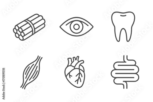 Human anatomy and organs icon set. Thin line art collection of medical pictograms. Eye, tooth, muscle fiber, heart, intestine. Biology and healthcare vector symbols for web design.