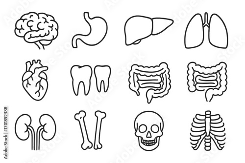 Human anatomy icon set. Internal organs, bones, and teeth thin line icons. Editable stroke vector illustration for medical and science concepts. Brain, heart, lungs, skull.