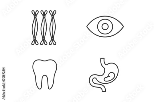 Human organs and body parts line icon set. Anatomy pictograms with eye, tooth, muscle fiber, and stomach. Minimalist health and medical vector symbols for web or app design.