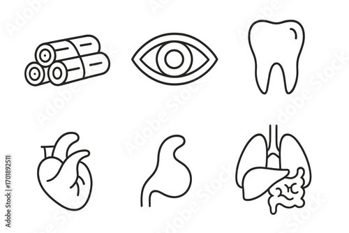 Human anatomy and internal organs icon set. Thin line art collection with eye, tooth, heart, lungs, liver, stomach, and muscle fiber. Medical and biological vector elements.