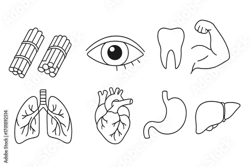 Human anatomy and internal organs icon set. Thin line art collection with eye, tooth, muscle, lungs, heart, stomach, liver. Medical vector elements for biology or health app.