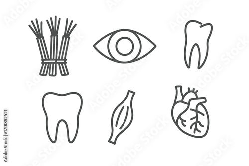 Human anatomy line icon set. Medical and healthcare symbols collection. Eye, tooth, heart, muscle vector icons. Biology and internal organs linear illustrations for web design.