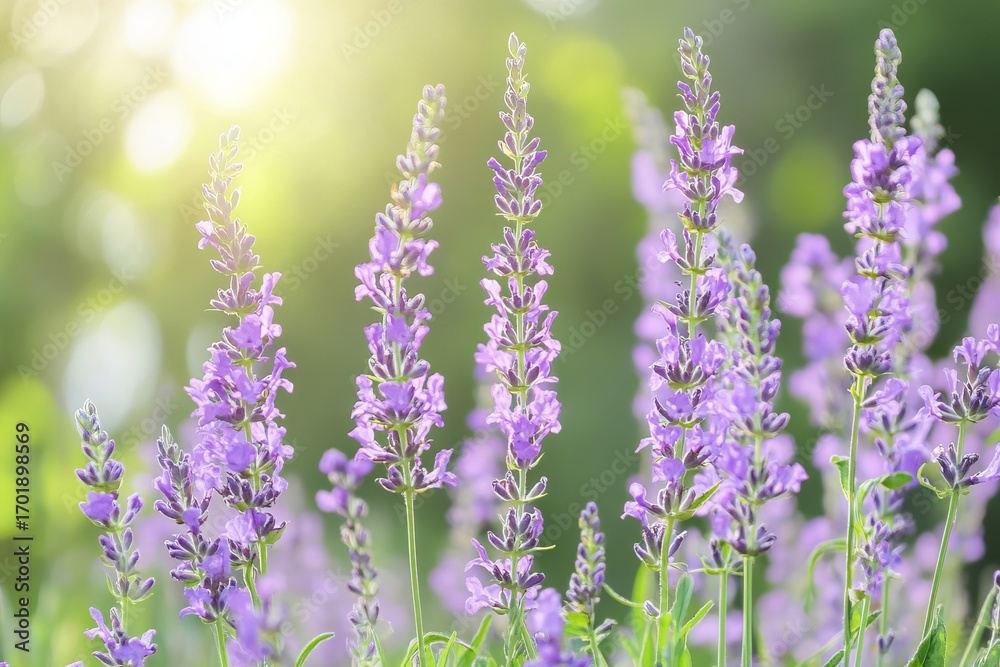 Obraz premium Lush lavender field bathed in sunlight