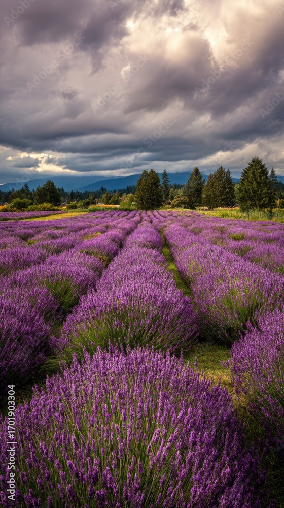 Naklejka premium Lavender fields under a dramatic sky in spring