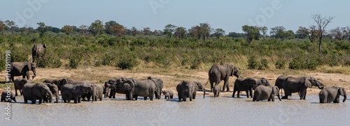 Photography A herd of elephants drinking water