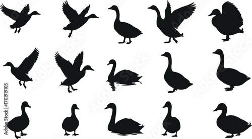 duck, bird, silhouette, flying, swimming, walking, standing, wings, avian, nature, wildlife, vector, black, white, animal, motion, posture, flight, waterfowl, minimal