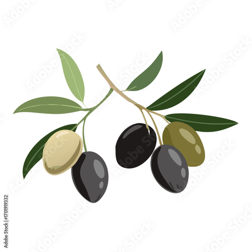 olive branch with olives