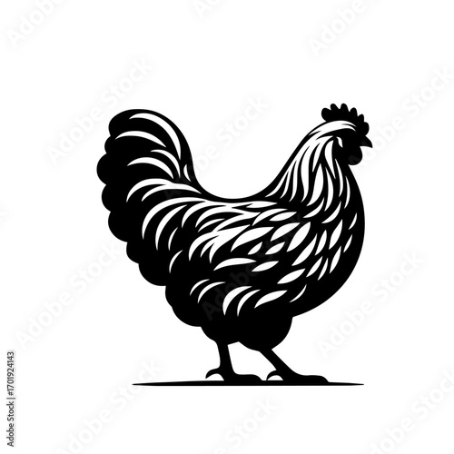 Beautiful Hen Vector Illustration – Countryside Farm Bird