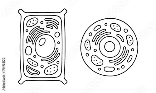 Diagram illustration of plant and animal cells for educational purposes and science learning