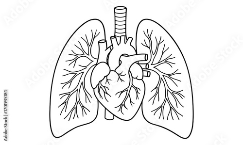 Anatomical outline of heart and lungs for medical illustration and education