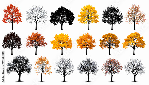 Autumn Trees Collection of Colorful Fall Foliage Illustrations