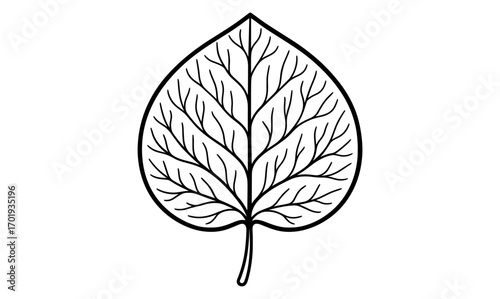 Detailed leaf cross section outline for educational and botanical illustrations