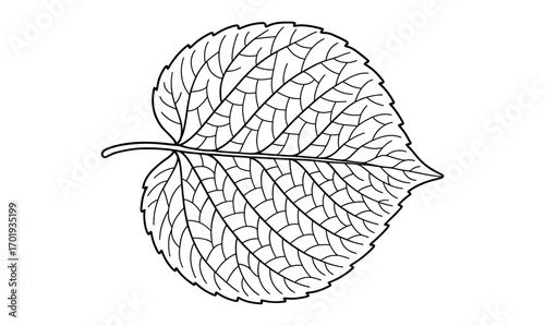 Leaf cross section outline illustration for botanical studies and educational design